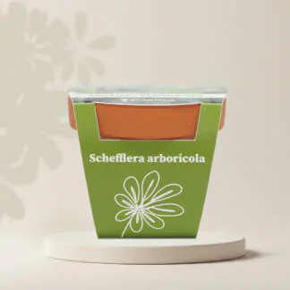 schefflera arboricola pestitelsky set semen pokojovych rostlin