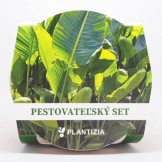 strelitzia nicolai pestitelsky set semen pokojovych rostlin