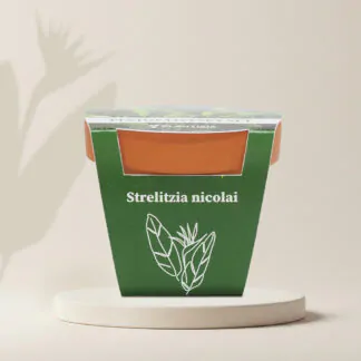 strelitzia nicolai pestitelsky set semen pokojovych rostlin