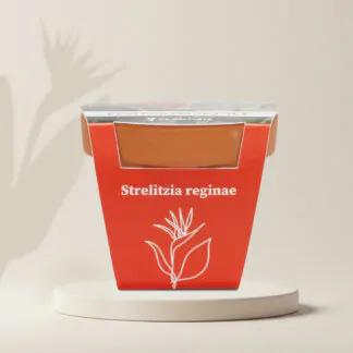 strelitzia reginae pestitelsky set semen pokojovych rostlin