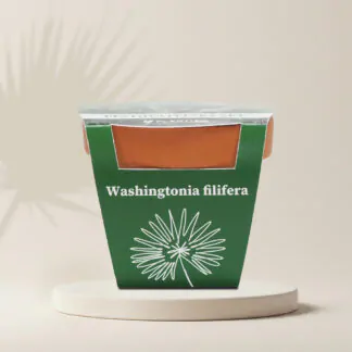 palma washingtonia filifera pestitelsky set semen pokojovych rostlin