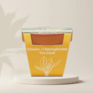 zelenec chlorophytum fire flash pestitelsky set semen pokojovych rostlin