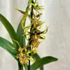 Orchidej Banfieldara Gilded Tower ‘Thai Gold’ orchidej banfieldara