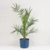 Datlovník kanářský / Phoenix canariensis Ďatlovník kanársky Phoenix canariensis palma exterierova rostlina