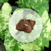 Hlíza Caladium ‘Frog in a Blender’ hliza caladium frog in a blender jak vypestovat kaladium z hlizy