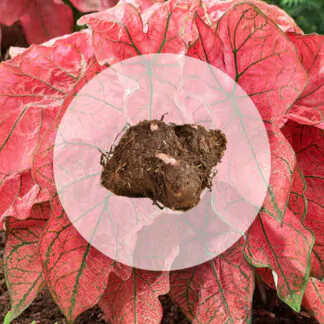 hliza caladium festivia jak vypestovat kaladium z hlizy