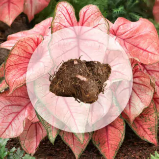 hliza caladium spring fling jak vypestovat kaladium z hlizy