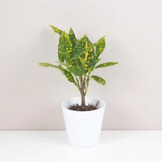 Krotonovec Codiaeum variegatum Gold Dust maly