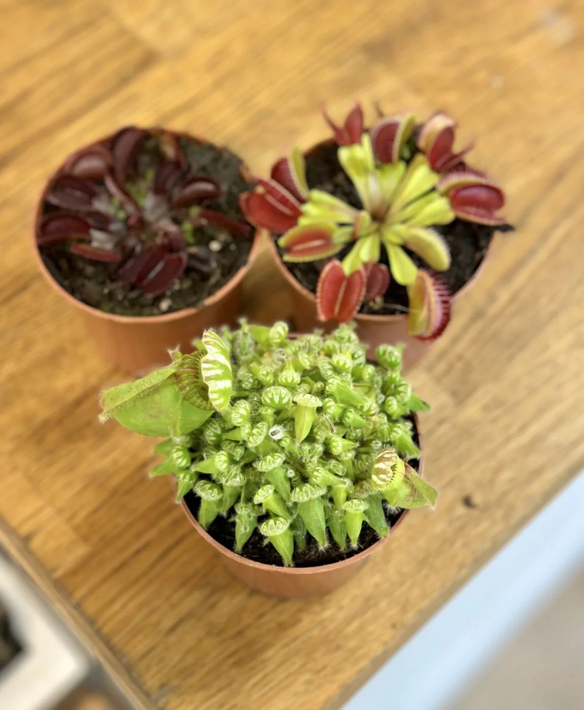 Fascinující masožravky: Cephalotus follicularis a Dionaea muscipula Red Burgundy masozrave rostliny masozravky cephalotus follicularis dionea muscipula