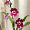 Orchidej Miltoniopsis ‘Red Tide’ Orchidej Miltoniopsis Red Tide