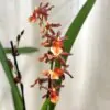 Orchidej Oncidium ‘Copper Scarab’ orchidea oncidium
