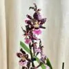 Orchidej Oncidium (Cyrtocidium) ‘Holm’s Wizard’ orchidej oncidium cyrtocidium