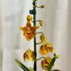 Orchidej Rudolfiella floribunda orchidea Rudolfiella floribunda