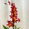 Orchidej Wilsonara ‘Rising Sun’ orchidej wilsonara
