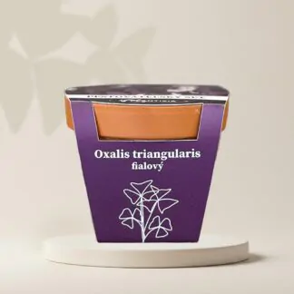 pestitelsky set oxalis triangularis fialovy z hliz pestovani pokojovych rostlin