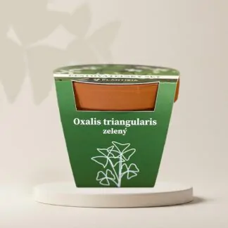 pestitelsky set oxalis triangularis zeleny z hliz pestovani pokojovych rostlin