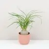 Sloní noha / Nolina recurvata střední nolina recurvata beaucarnea slonia noha
