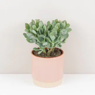 Pokojové rostliny, řasokoule a příslušenství Tlustice / Crassula arborescens sukulent