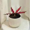 Caladium ‘Red Scarf’ caladium red scarf cervene