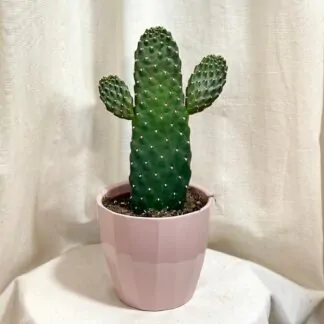 kaktus opuntia consolea rubescens