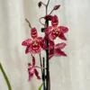Orchidej Odontoglossum ‘Sweet Summer Morn’ orchidea odontoglossum sweet summer morn kvet plantizia Plantizia.cz