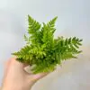 Kapradina Polystichum tsus-simense kapradina Polystichum tsus-simense