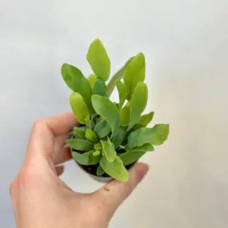phlebodium aureum blue star