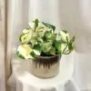 Pothos Epipremnum ‘Manjula’ pothos epipremnum manjula variegata
