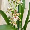 Orchidej Aliceara renaissance ‘Sage’ orchidej