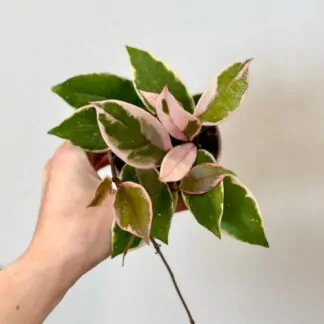 Hoya / Voskovka: Péče, množení, tipy Hoya carnosa Flamingo Dream voskovka