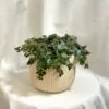 Sedum makinoi ‘Tornado’ sukulent sedum makinoi tornado