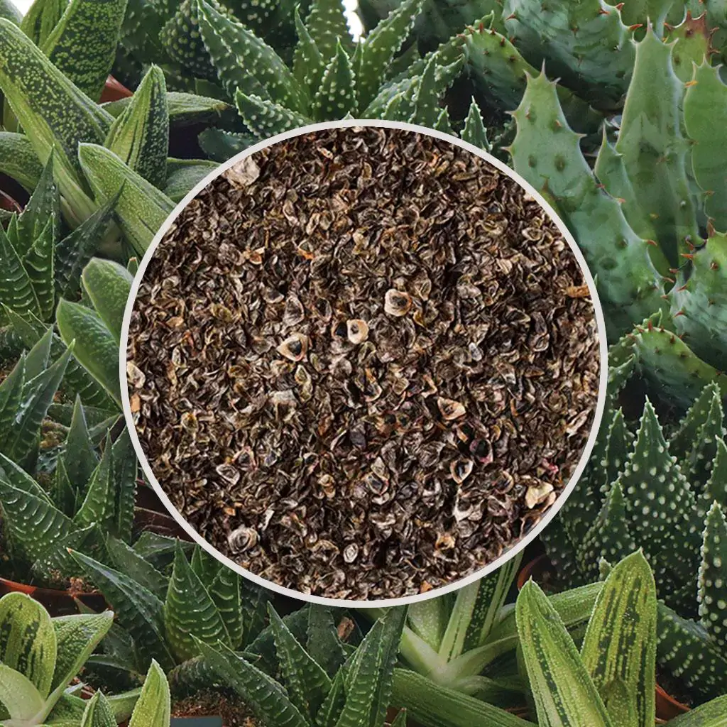 Jak vypěstovat aloe ze semínek: Návod na úspěšné pěstování oblíbeného sukulentu seminka aloe mix sukulenty ze semen semena pokojovych rostlin