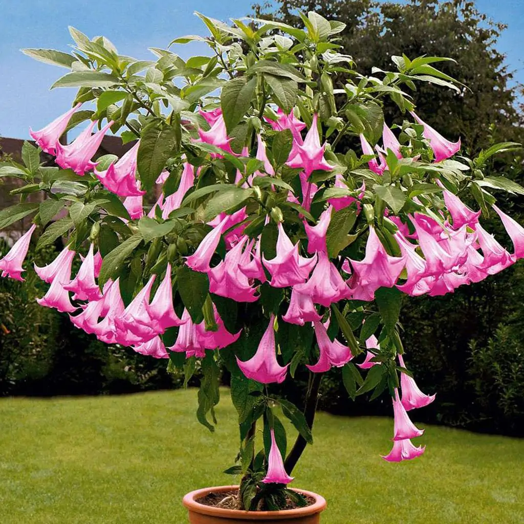 Jak vypěstovat Andělské trumpety ze semínek: Návod na pěstování brugmansie seminka brugmansia suaveolens pink Andělské trumpety ruzove ze semen