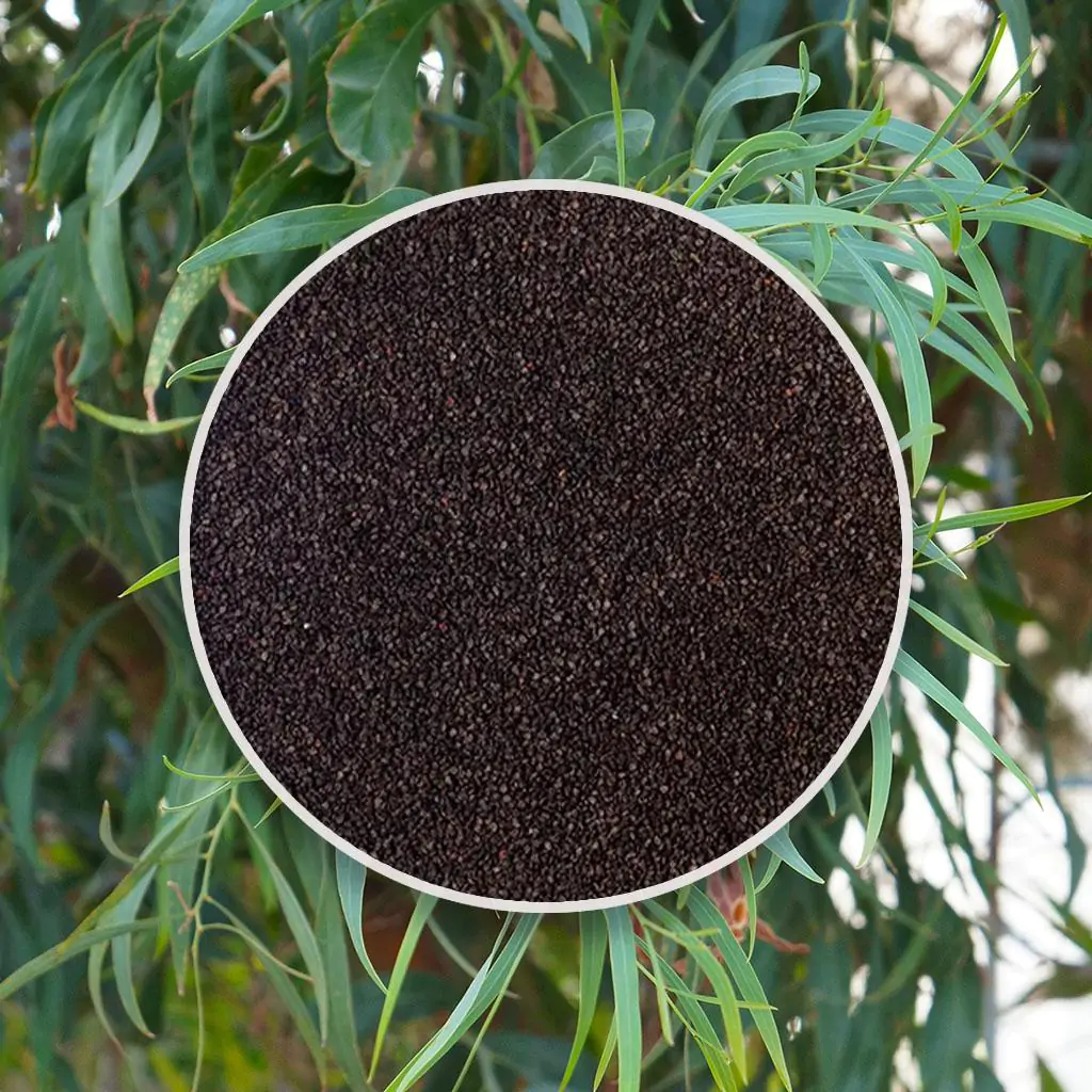 Jak vypěstovat Eucalyptus nicholii ze semínek: Návod krok za krokem seminka Eucalyptus nicholii semena pokojovych rostlin pokojovky