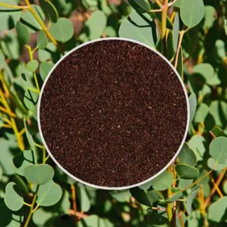 seminka Eucalyptus websteriana semena pokojovych rostlin pokojovky
