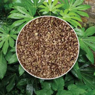 seminka fatsia japonika ze semen semena pokojovych rostlin plantizia