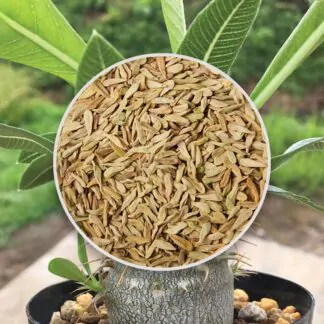 seminka Pachypodium densiflorum sukulent ze semen semena pokojovych rostlin plantizia