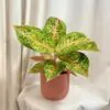 Aglaonema ‘Grand Poppy’ maxi aglaonema grand poppy barevka pokojovka