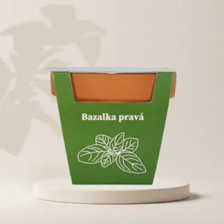pestitelsky set bazalka prava ze seminek semena bylinek