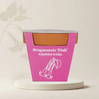 pestitelsky set brugmansia suaveolens pink Andělské trumpety ruzove ze semen