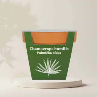 pestitelsky set chamaerops humilis palmicka nizka semena pokojovych rostlin plantizia