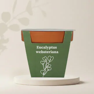 pestitelsky set Eucalyptus websteriana semena pokojovych rostlin pokojovky