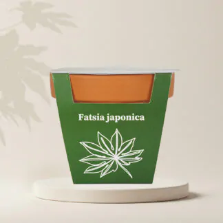 pestitelsky set fatsia japonika ze semen semena pokojovych rostlin plantizia seminka