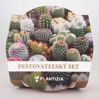 seminka kaktusy mix smes kaktusu a sukulentu pestovani ze semen pokojovky
