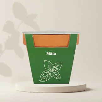 pestitelsky set mata bylinky ze semen seminka bylinek rostlin