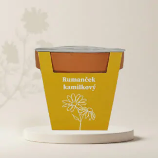 seminka hermanek pravy kamilka rumancek bylinka semena