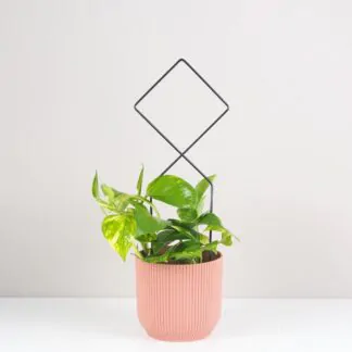 Dekorativní opora pro rostliny kosoctverec kovova tyc ke kytkam opora pro pokojovky