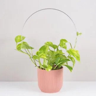 Pokojové rostliny, řasokoule a příslušenství Dekorativní opora pro rostliny kruh velky kovova tyc ke kytkam opora pro pokojovky