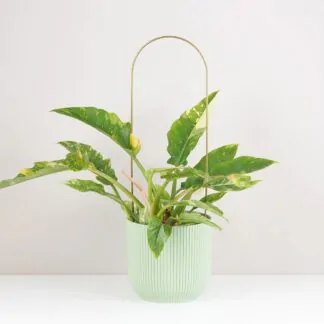 Dekorativní opora pre rostliny oblouk velky kovova tyc ke kytkam opora pro pokojovky