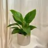 Philodendron ‘Imperial Green’ Philodendron 'Imperial Green'
